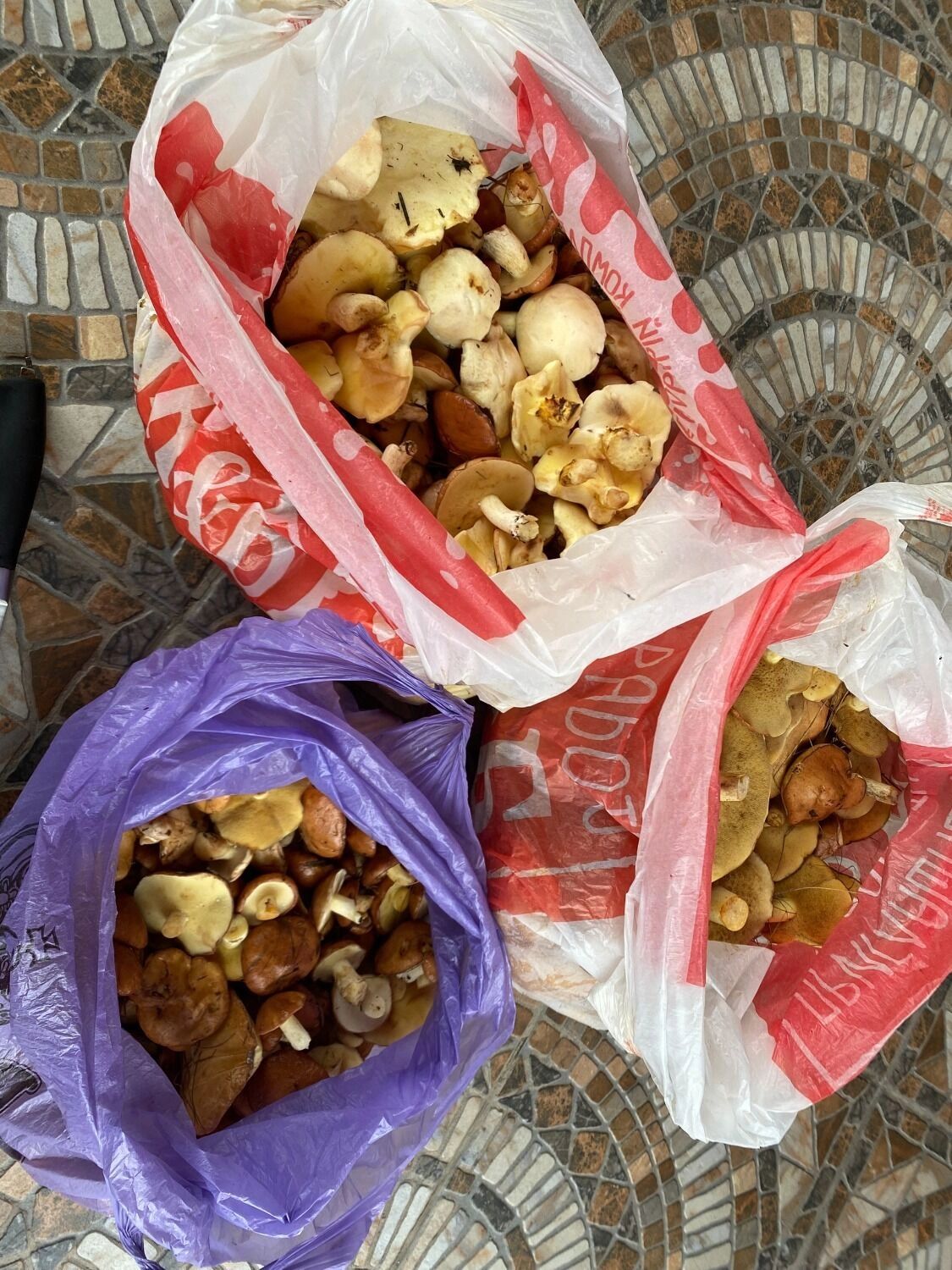 Белгородцы хвастаются грибным «уловом»