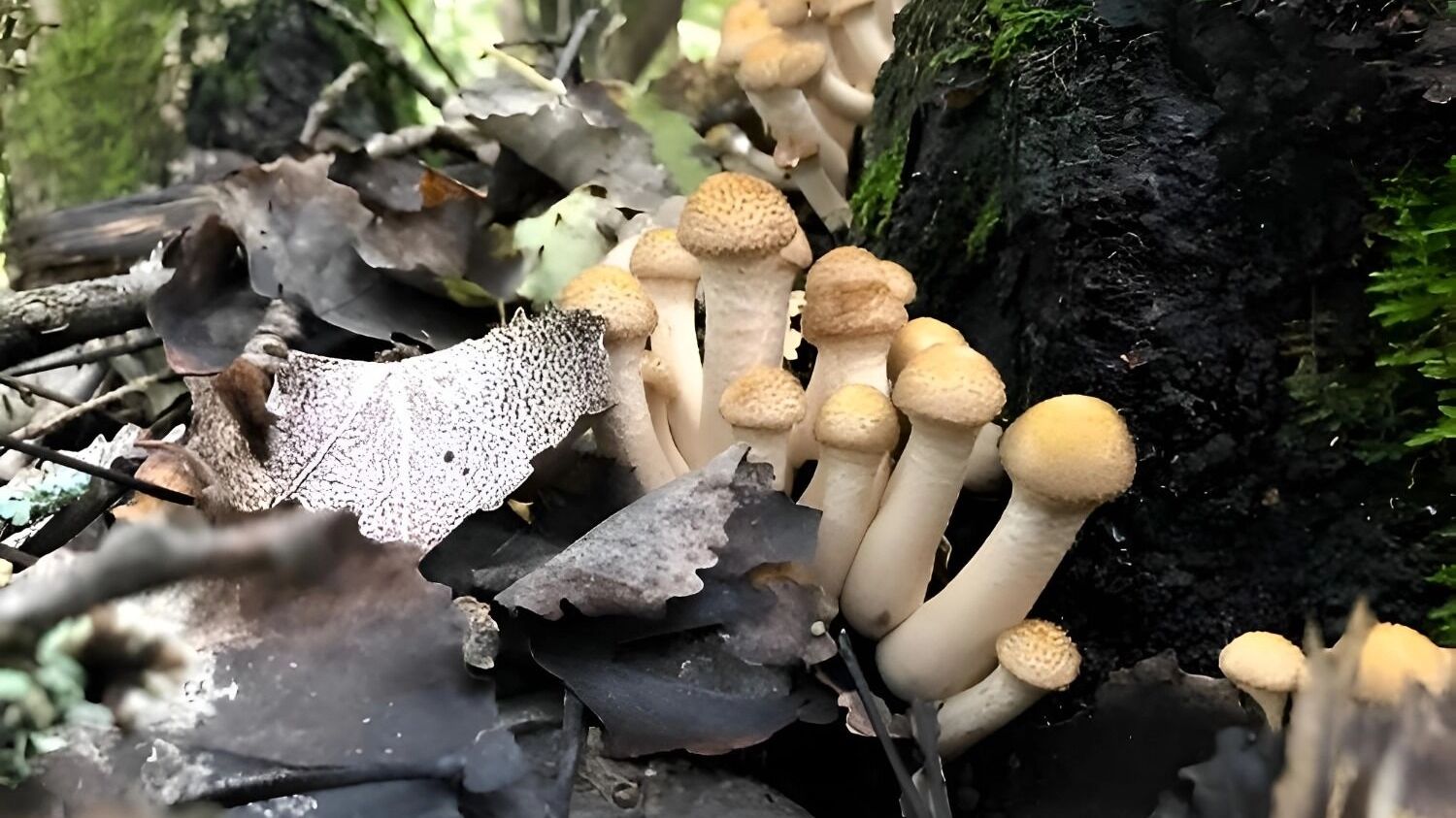 осенние опята