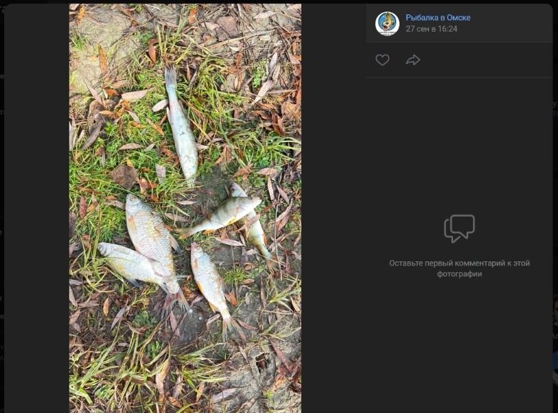 Скриншоты фотографий небольшого улова, добытого на Иртыше в окрестностях Новотроицкого