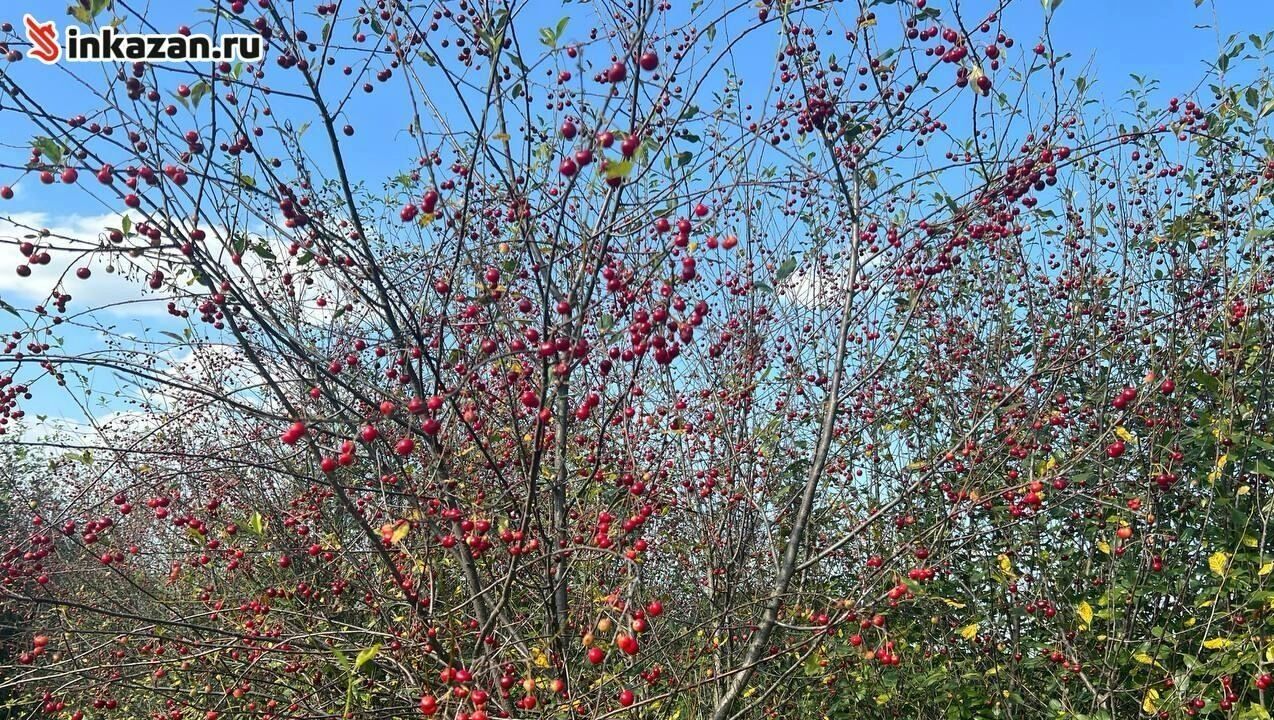 В&nbsp;Татарстане вишневые деревья стоят голые, хотя обильно усыпаны ягодами