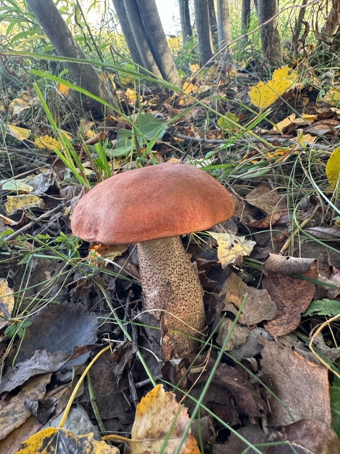 За яркую шляпку подосиновики называют также красноголовиками