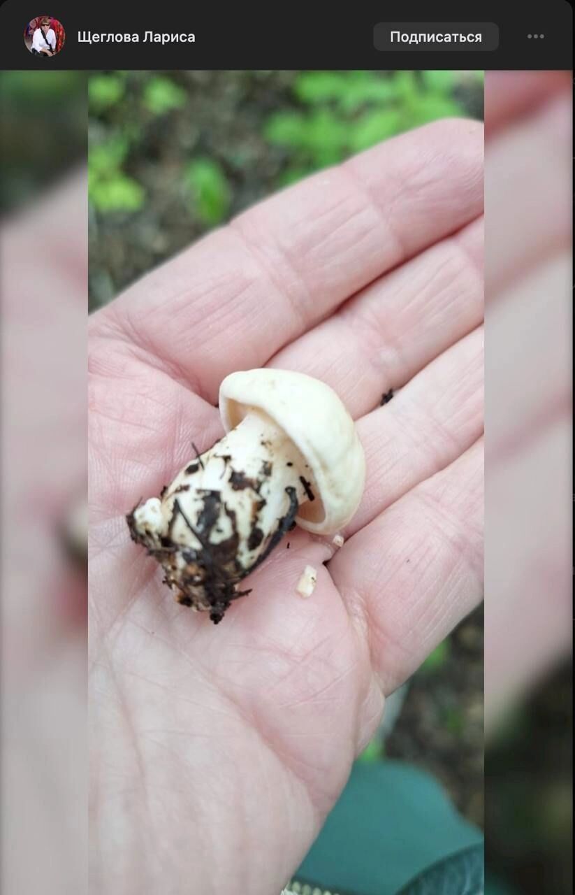 Майский гриб нашли 1 мая в березовый роще на Кордном