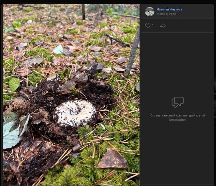 Как видно на скриншоте, до некоторых грибов приходится "докапываться" сквозь грунт и мох...