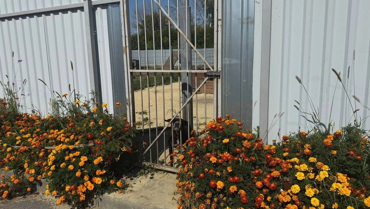 Собака провожает нас у&nbsp;выхода