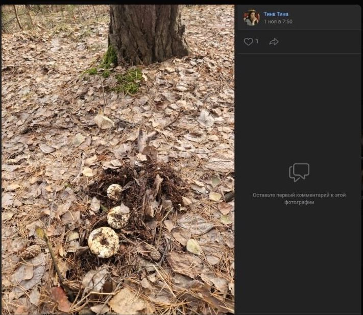 В лесах встречаются целые колонии грибов, но нужно выбирать внимательно: некоторые из них уже «подмерзли»