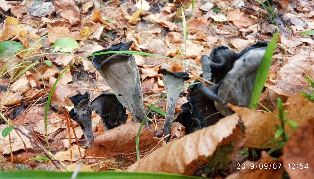 Вороночник