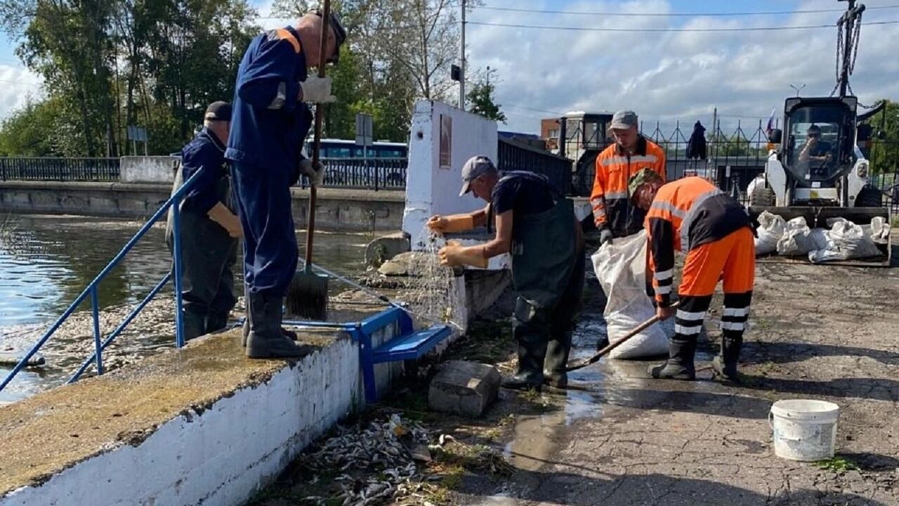 В Удмуртии собирают и утилизируют погибшую рыбу из Воткинского пруда