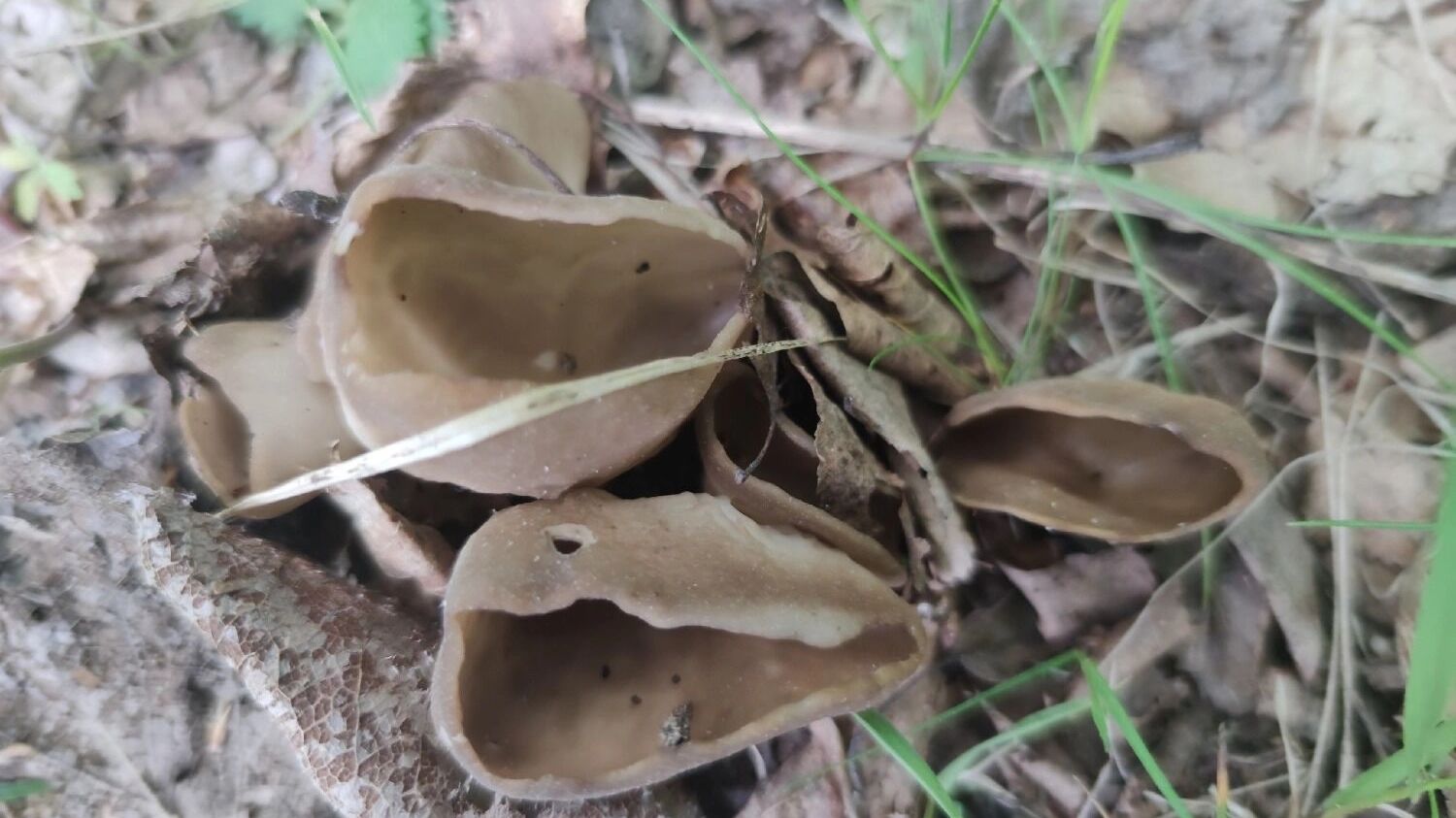 Грибы в нижегородских лесах