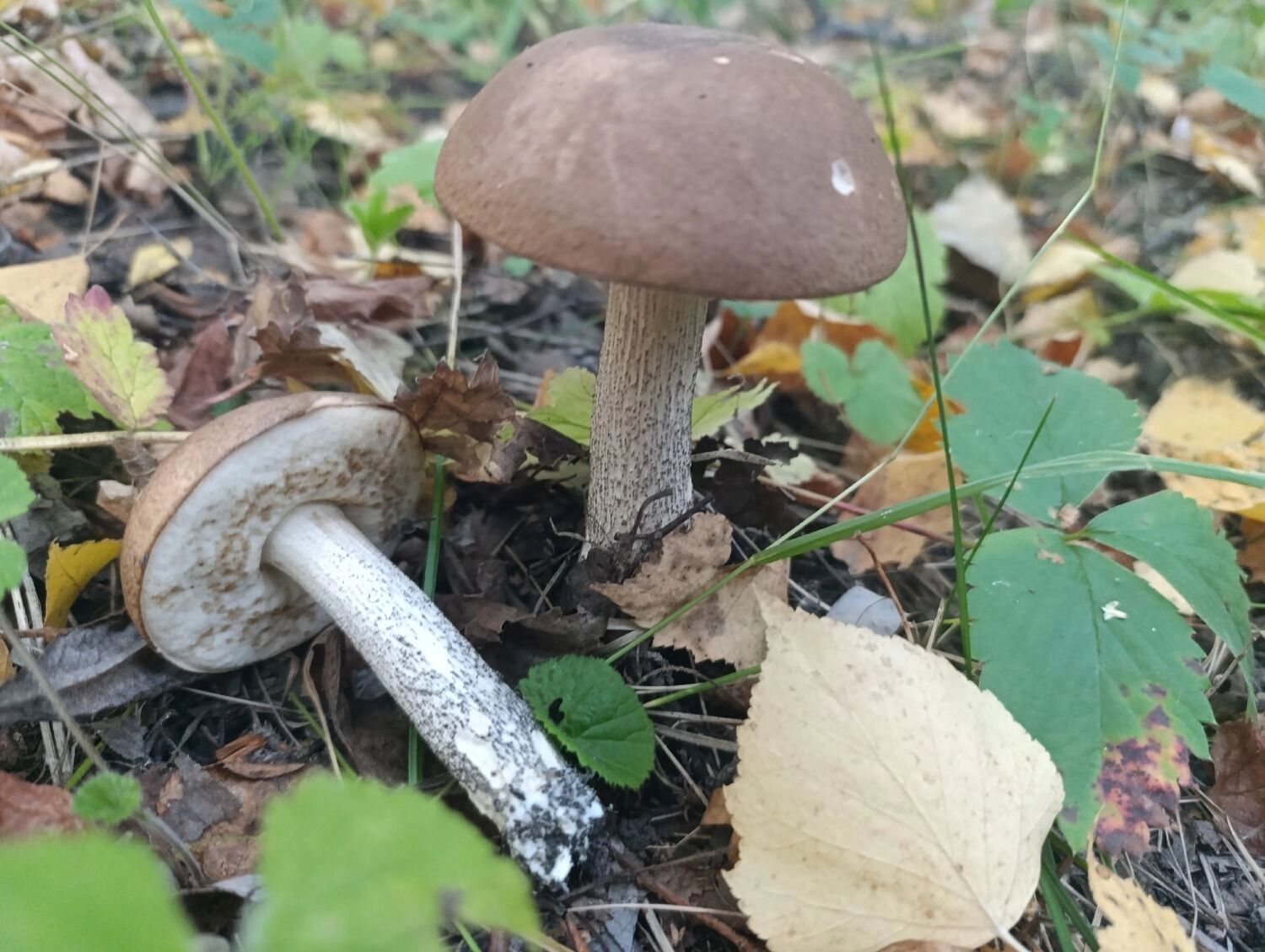 Подберезовики