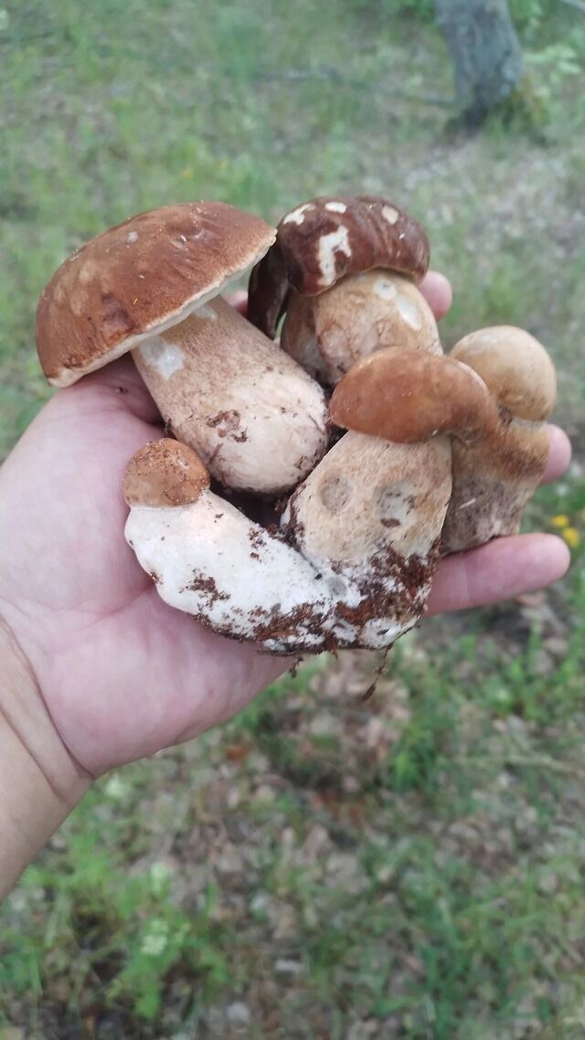 Боровики в&nbsp;Дальнеконстантиновском округе