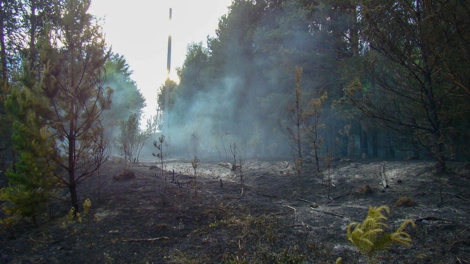 Лесной пожар у деревни Пиголи в 2010 году