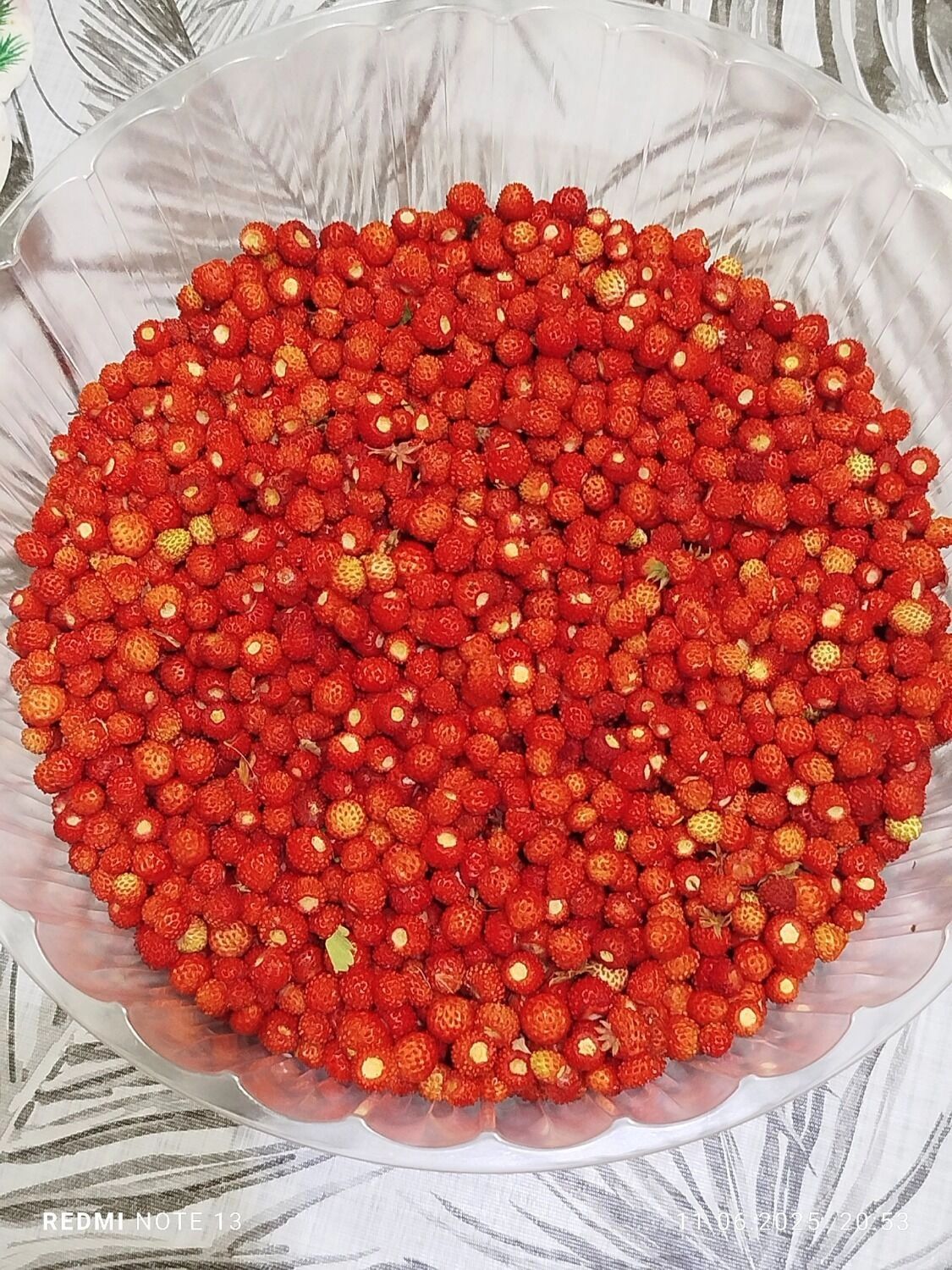 Пользователю из села Большие Харлуши удалось собрать внушительное количество земляники раньше обычного