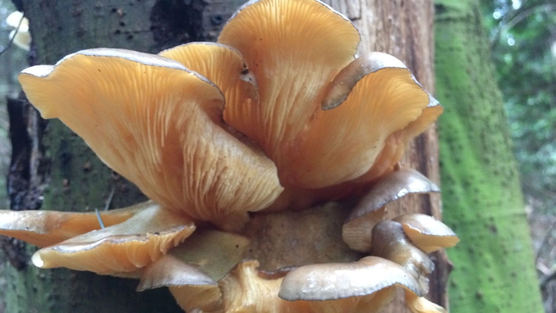 Огромные ольховики побеждают морозы в Хабаровском крае