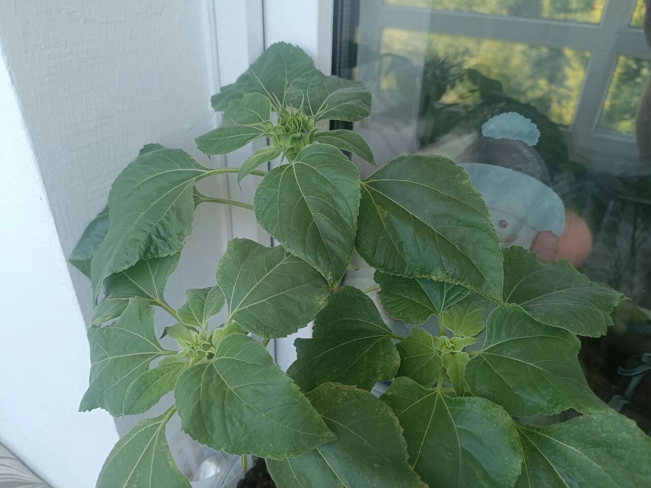 Какими выросли подсолнухи за&nbsp;месяц