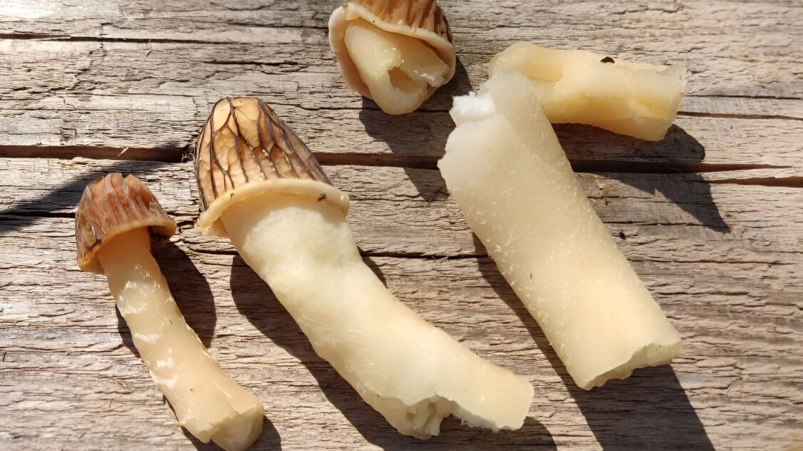 сморчковая шапочка