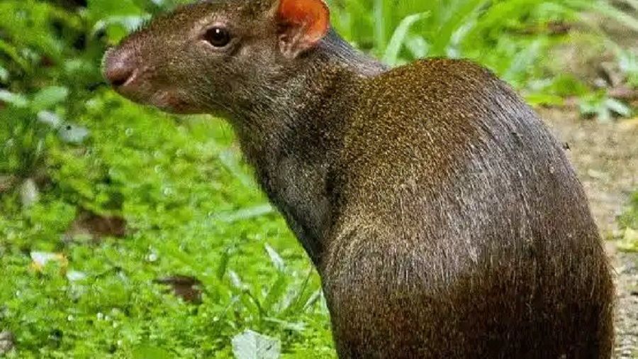 Ленинградский зоопарк показа «терапевтическое видео» с агути Оливером Ленинградский зоопарк показа «терапевтическое видео» с агути Оливером