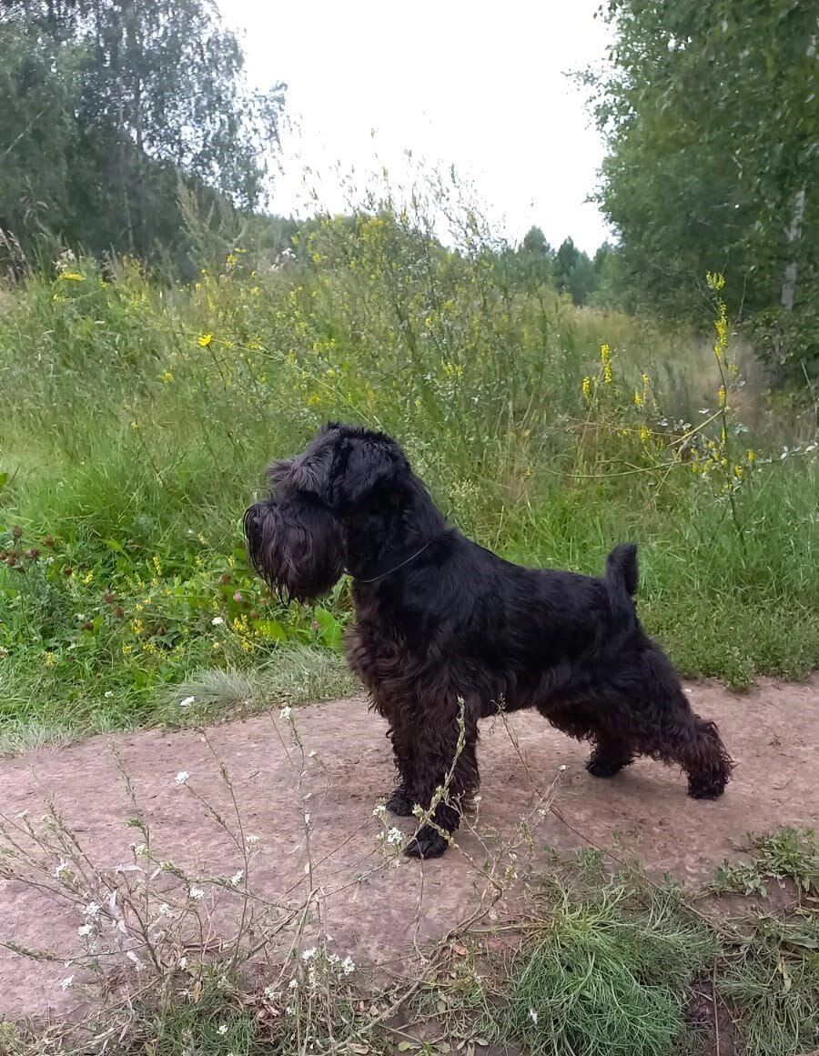 Брамс сопровождает министра на отдыхе