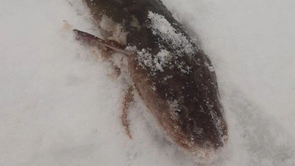 Эту рыбину не&nbsp;спасла даже плохая погода.