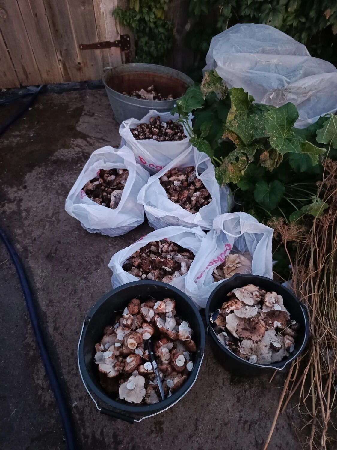 Грибы в Оренбуржье