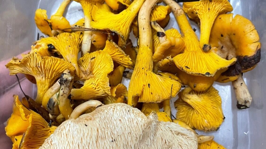 Грибы в Керженце