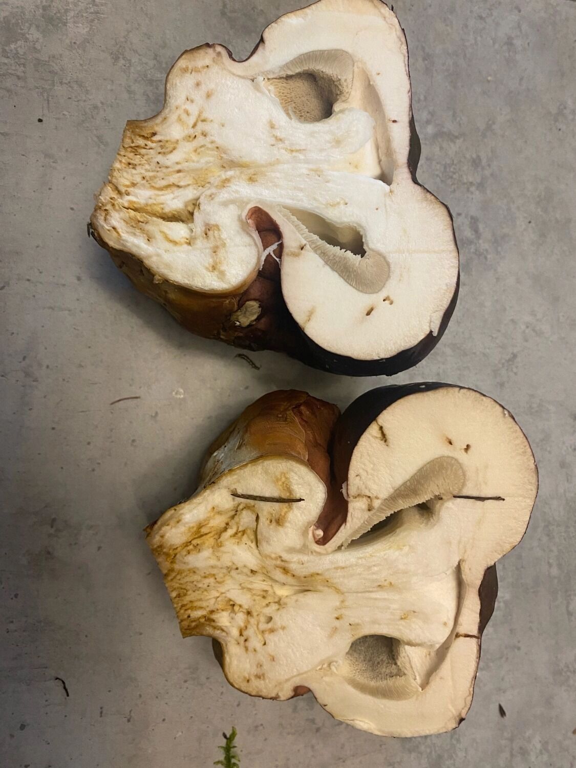 Грибы-уродцы в Нижегородской области