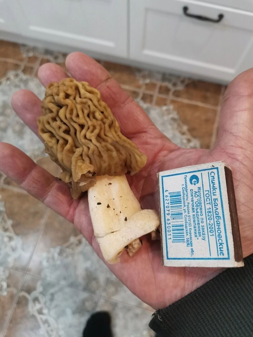 Найденные белгородцами грибы