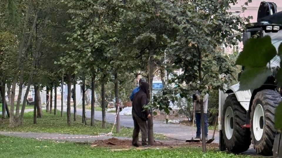 В казанском парке срубают деревья. Мэрия утверждает, что делает все верно