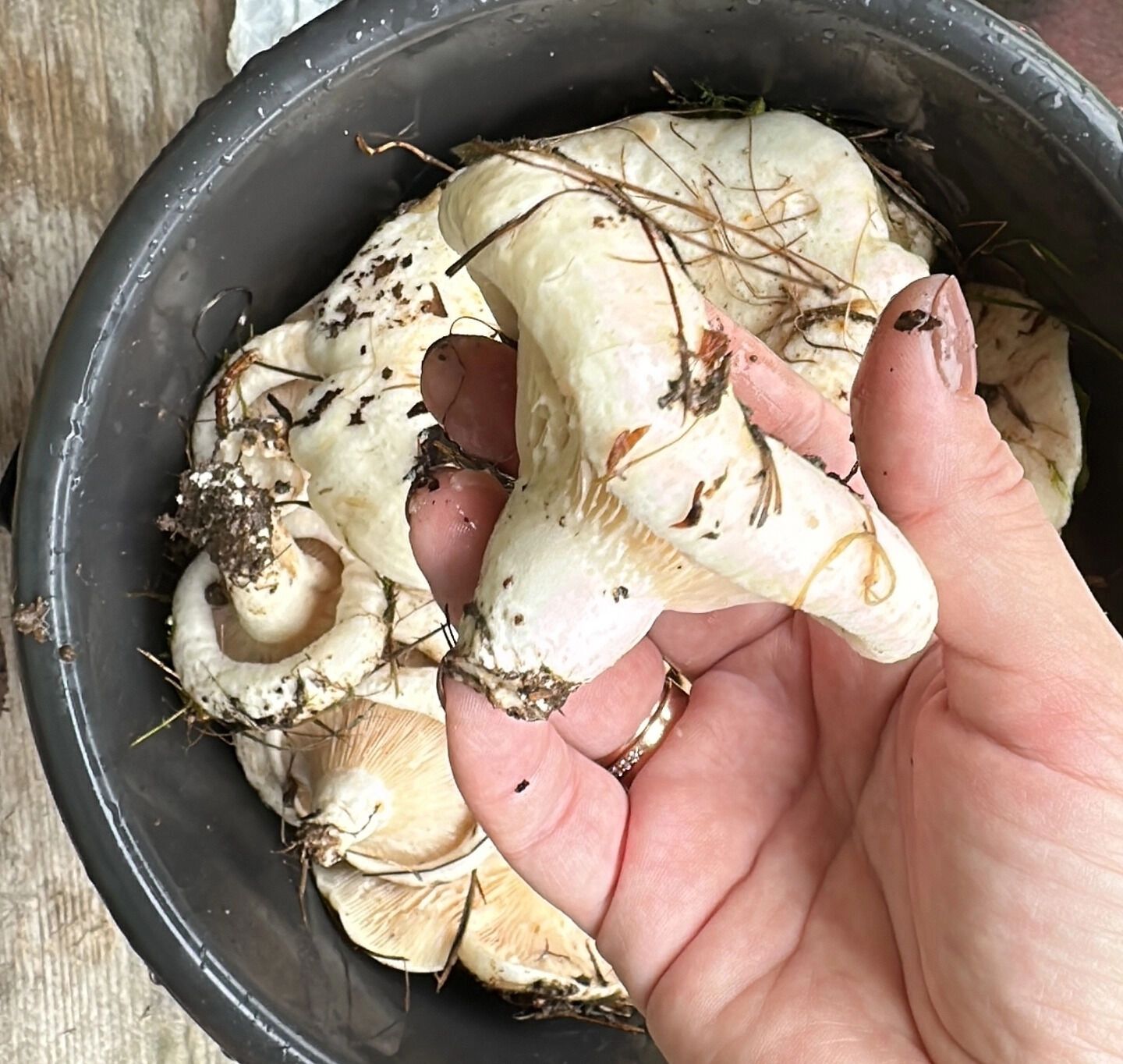 Белые грузди