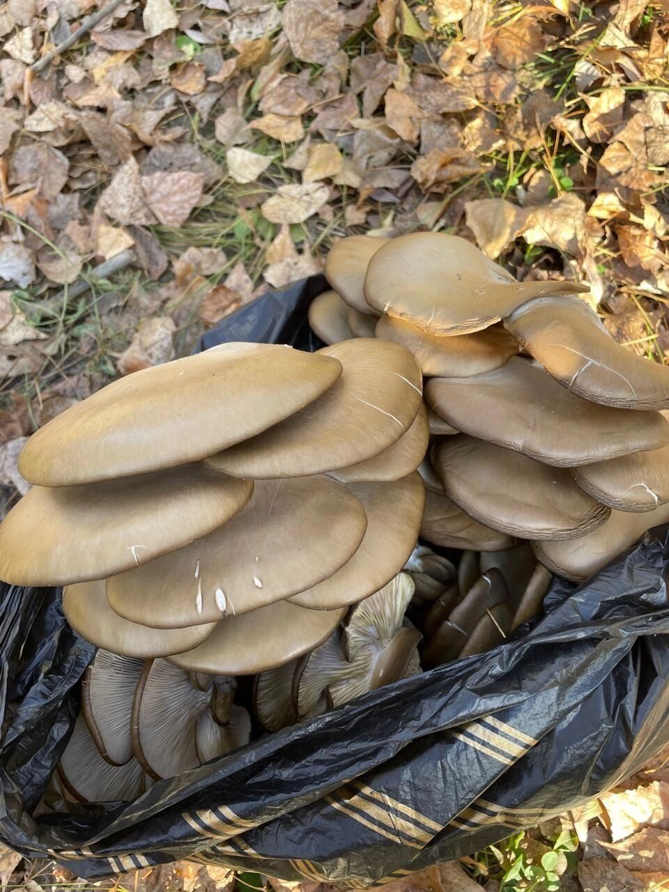 Вешенки на Урале