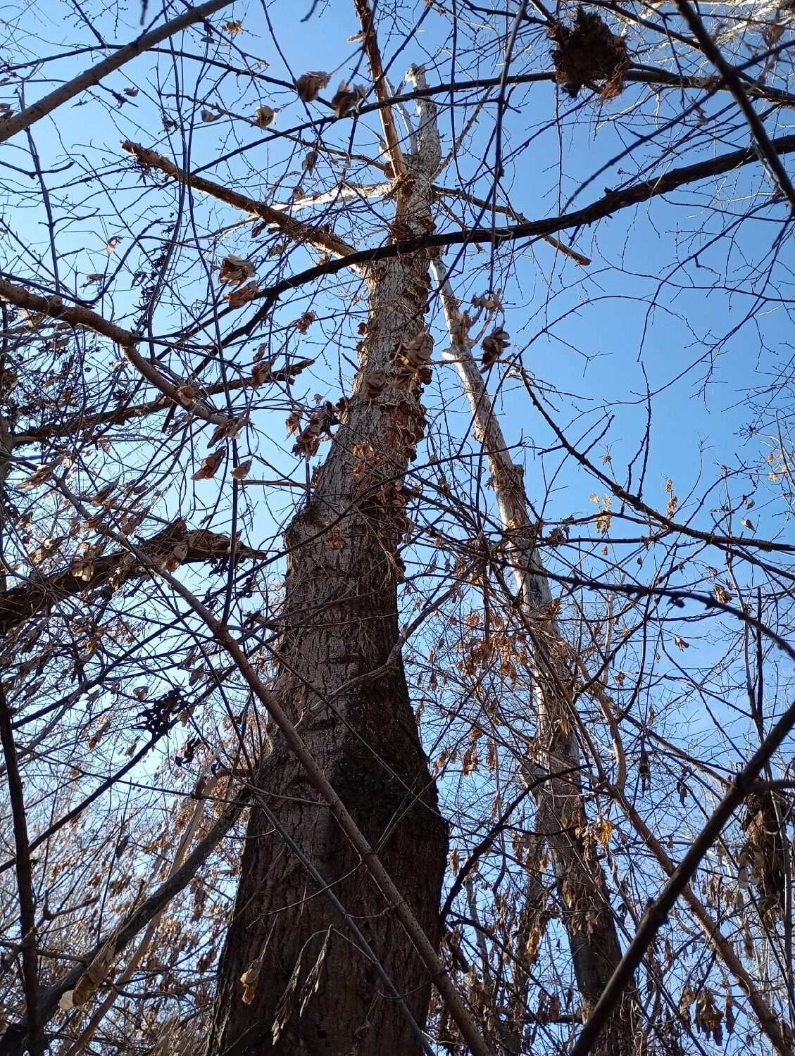 Вешенки в Оренбуржье