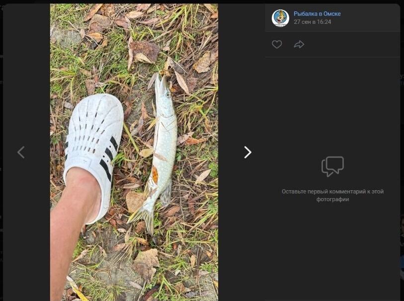 Скриншоты фотографий небольшого улова, добытого на&nbsp;Иртыше в&nbsp;окрестностях Новотроицкого