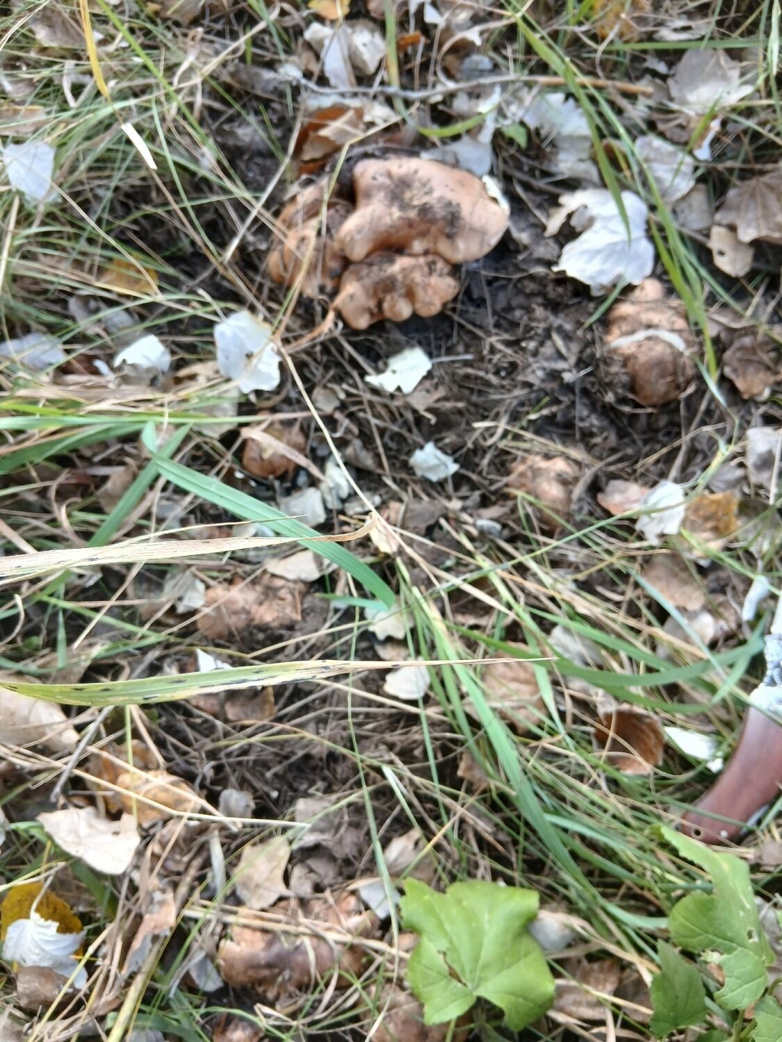 Грибы в Октябрьском районе