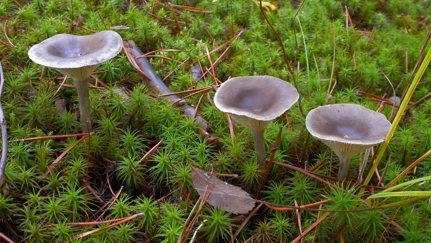 лисички горбатые