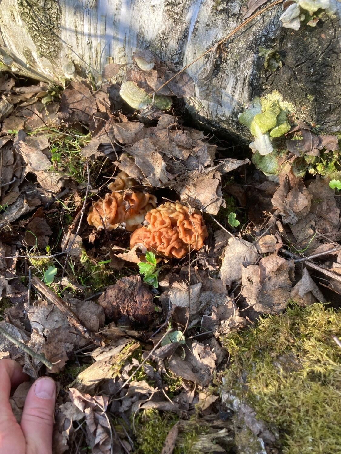 Первые грибы в нижегородских лесах
