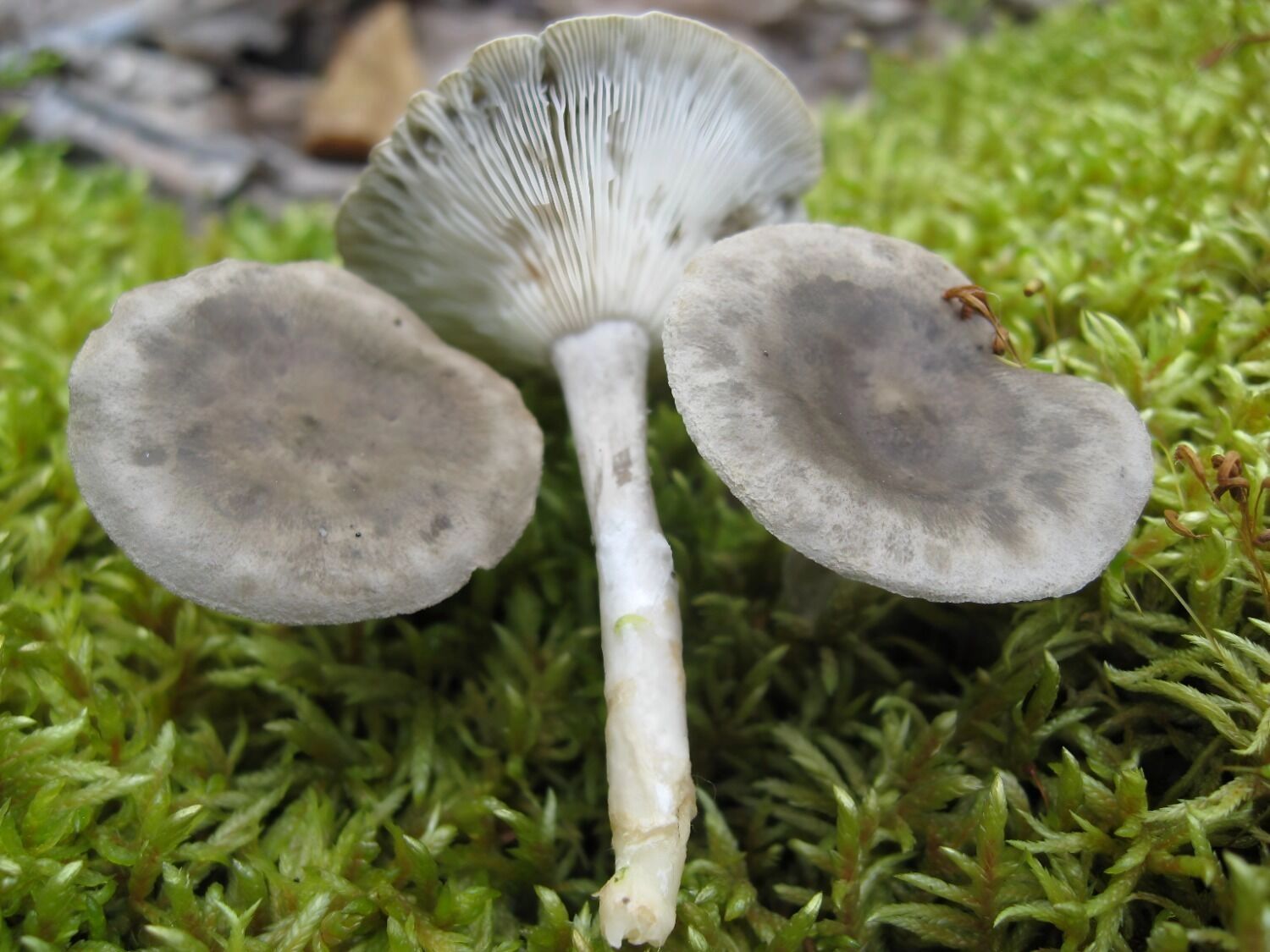 лисички горбатые