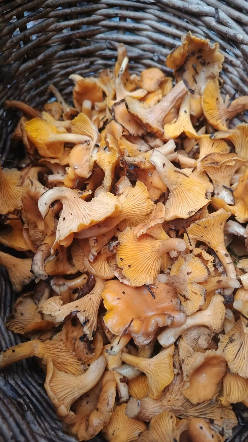 Нижегородец насобирал лисичек в Чкаловском округе в декабре