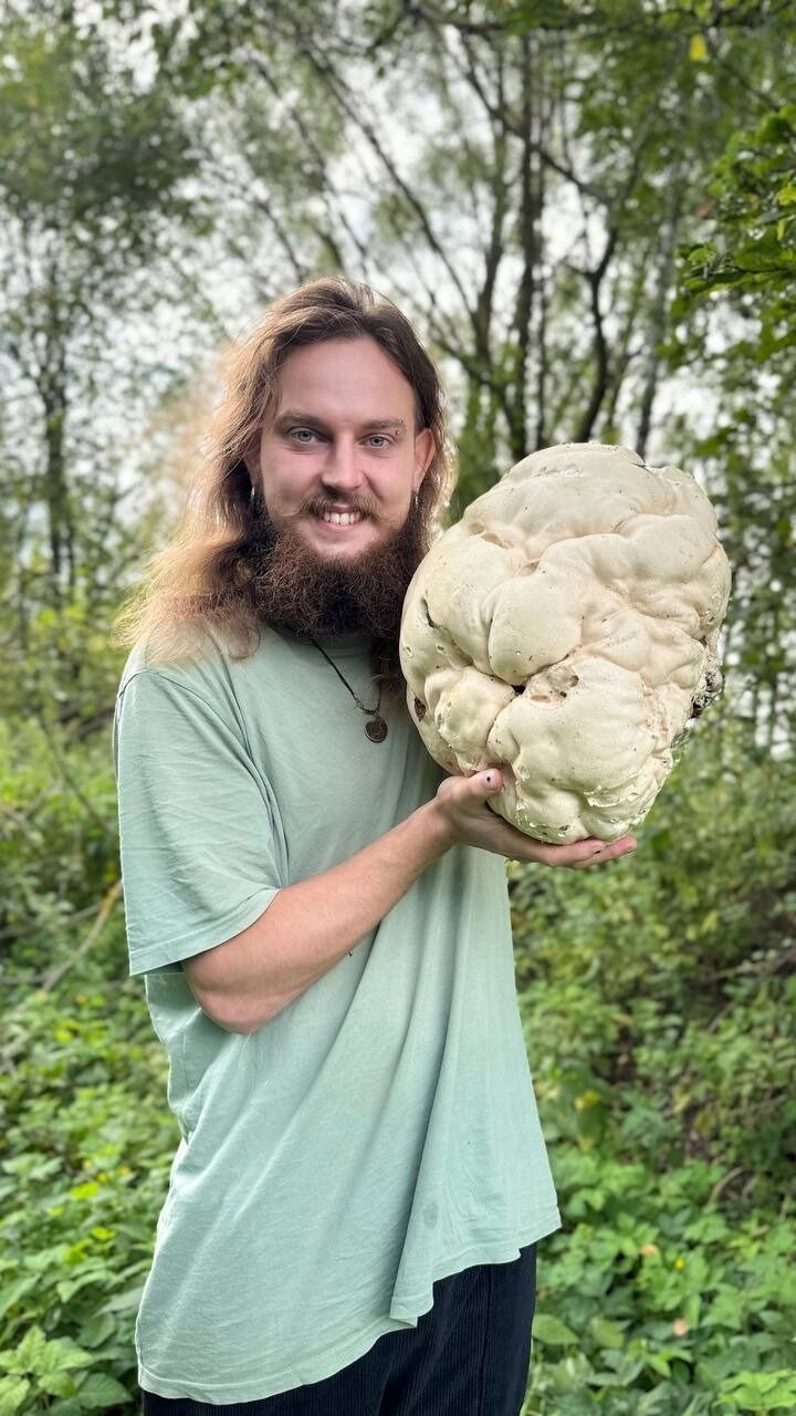 Гигантский гриб-головач в Нижегородской области