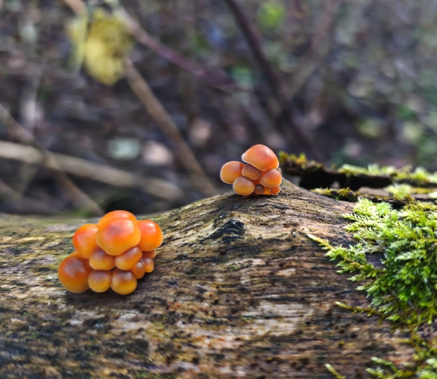 Зимние опята из Нижегородской области