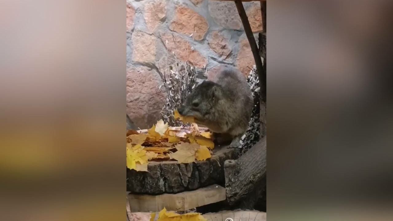 Дамана Сеню в Лензоопарке накормили золотыми кленовыми листьями (видео) Дамана Сеню в Лензоопарке накормили золотыми кленовыми листьями (видео)