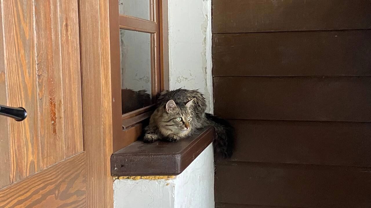Свияжские коты