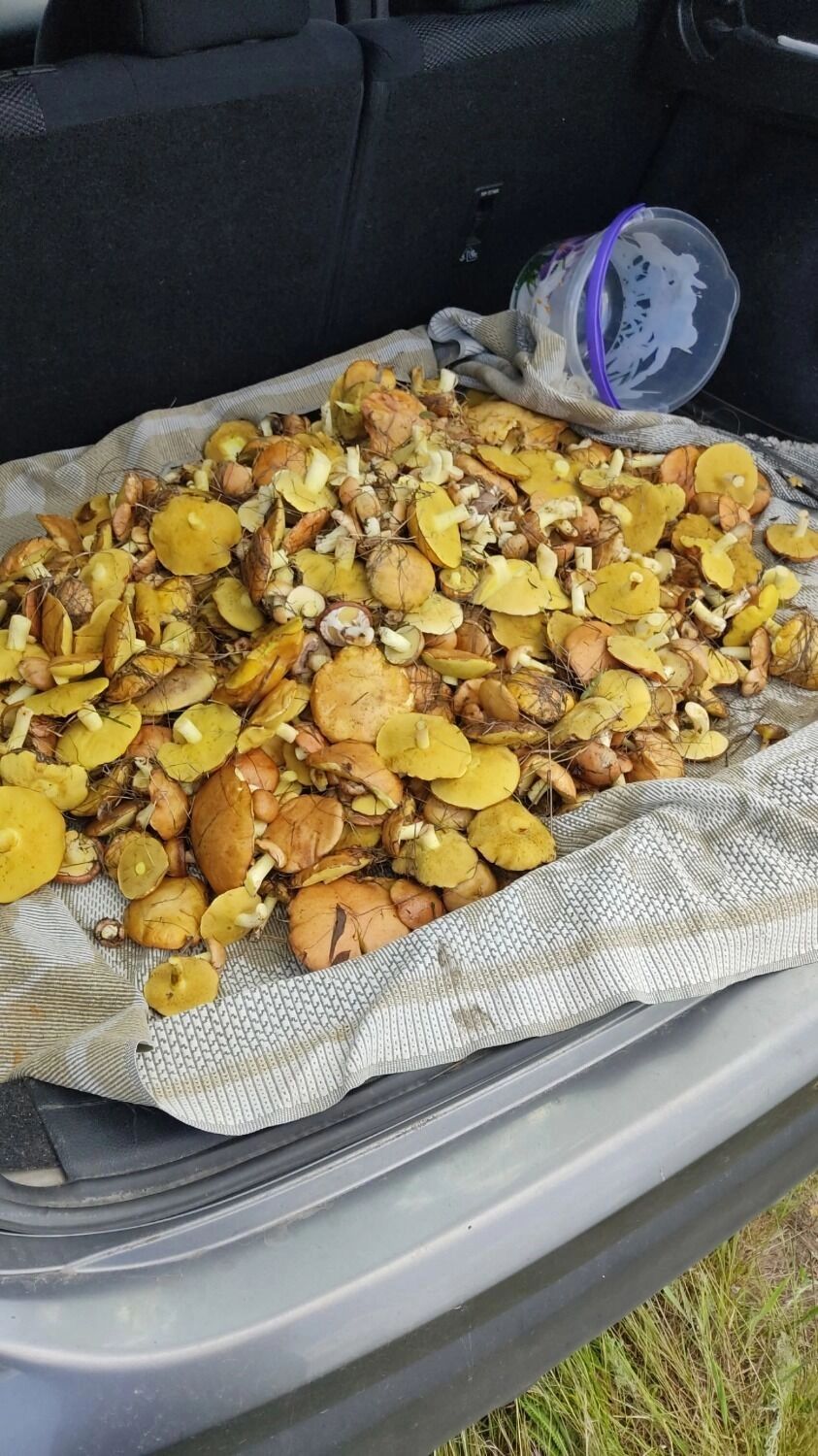 Белгородцы хвастаются грибным «уловом»