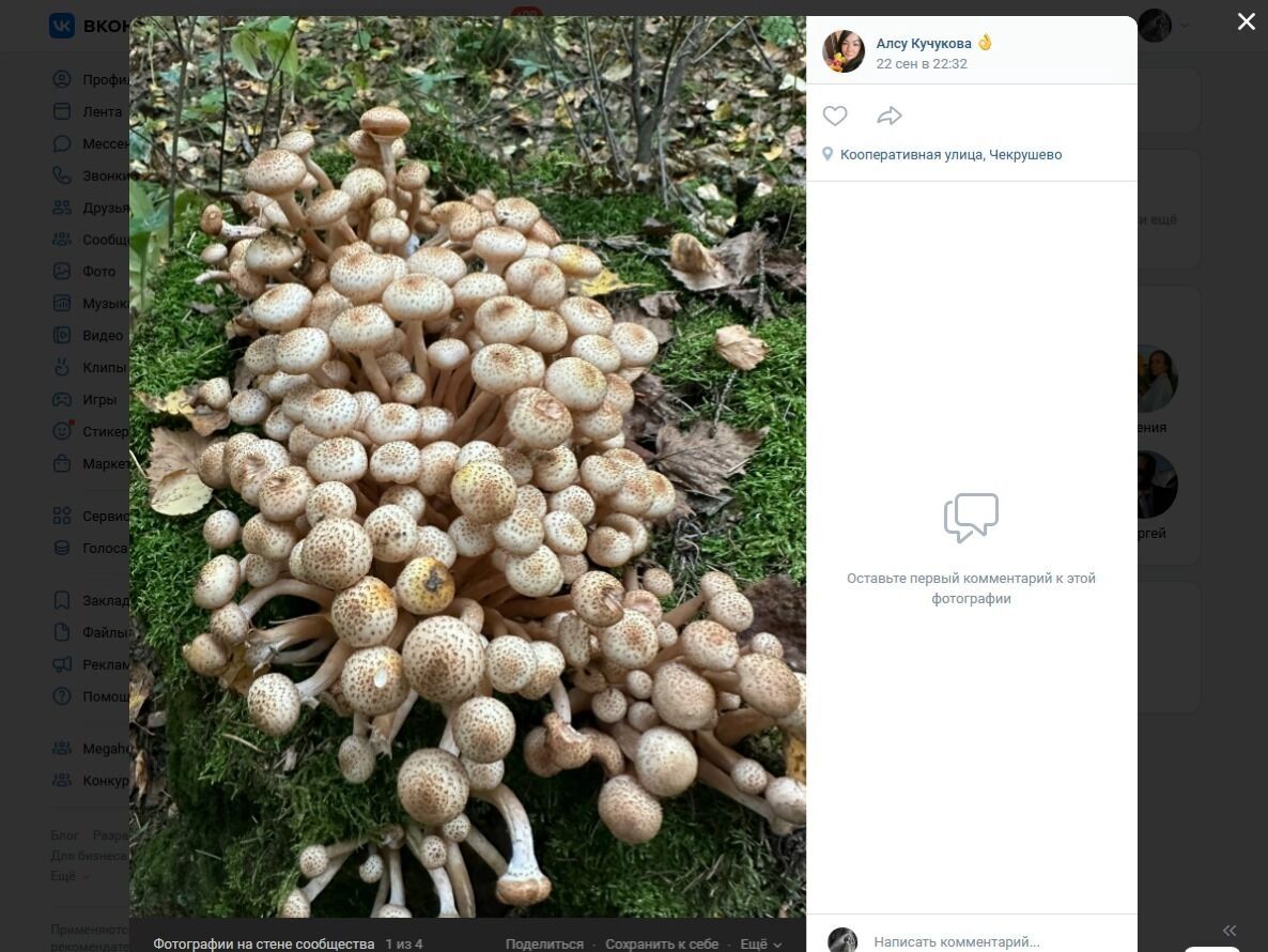 Опята в Чекрушево (Тарский район)