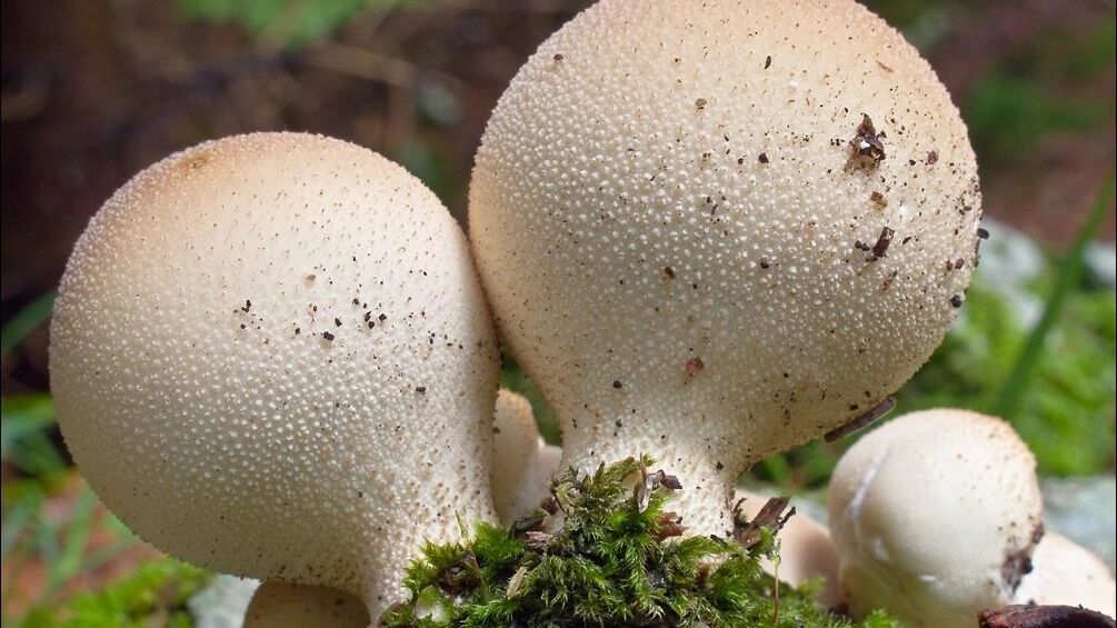 Дождевик не только вкусный, но и может лечить порезы