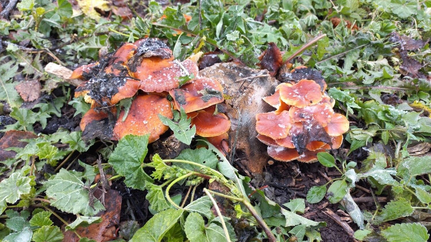 Ноябрьские грибы в Нижегородской области