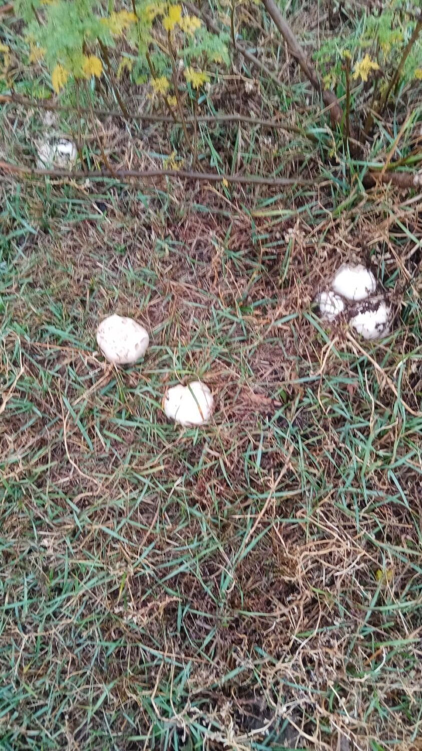 Шампиньоны в Илекском районе Оренбуржья