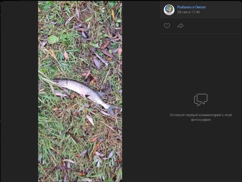 Скриншоты фото улова, пойманного на затоне Зеленого острова в Омске