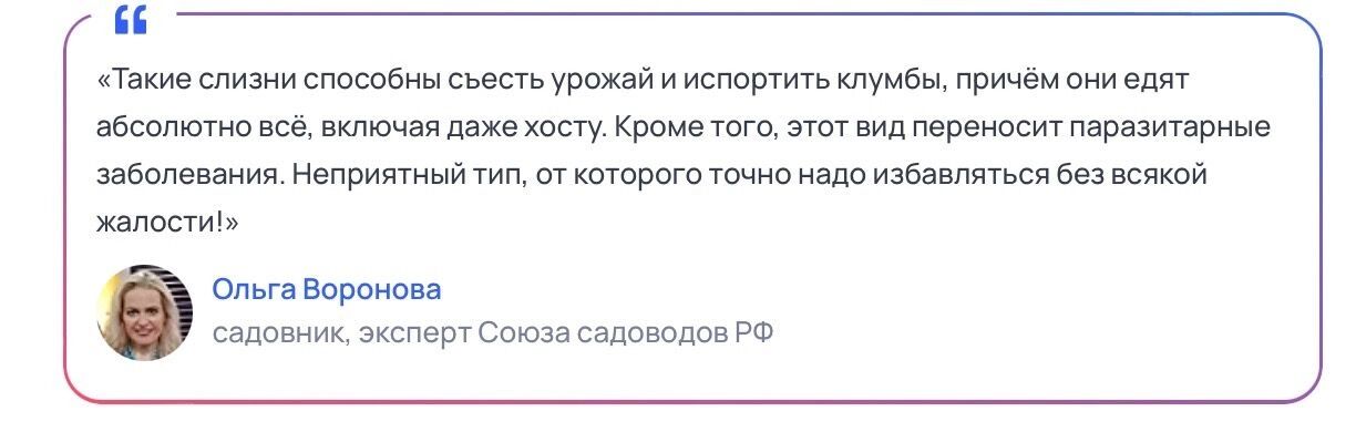 Специалисты едины во мнении: никакой жалости к слизням!