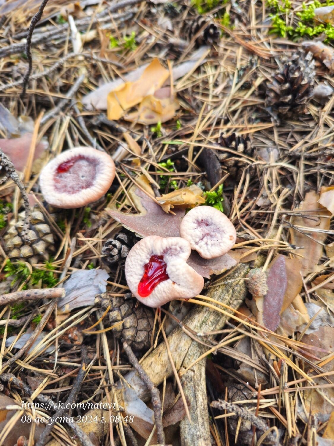 Зуб дьявола