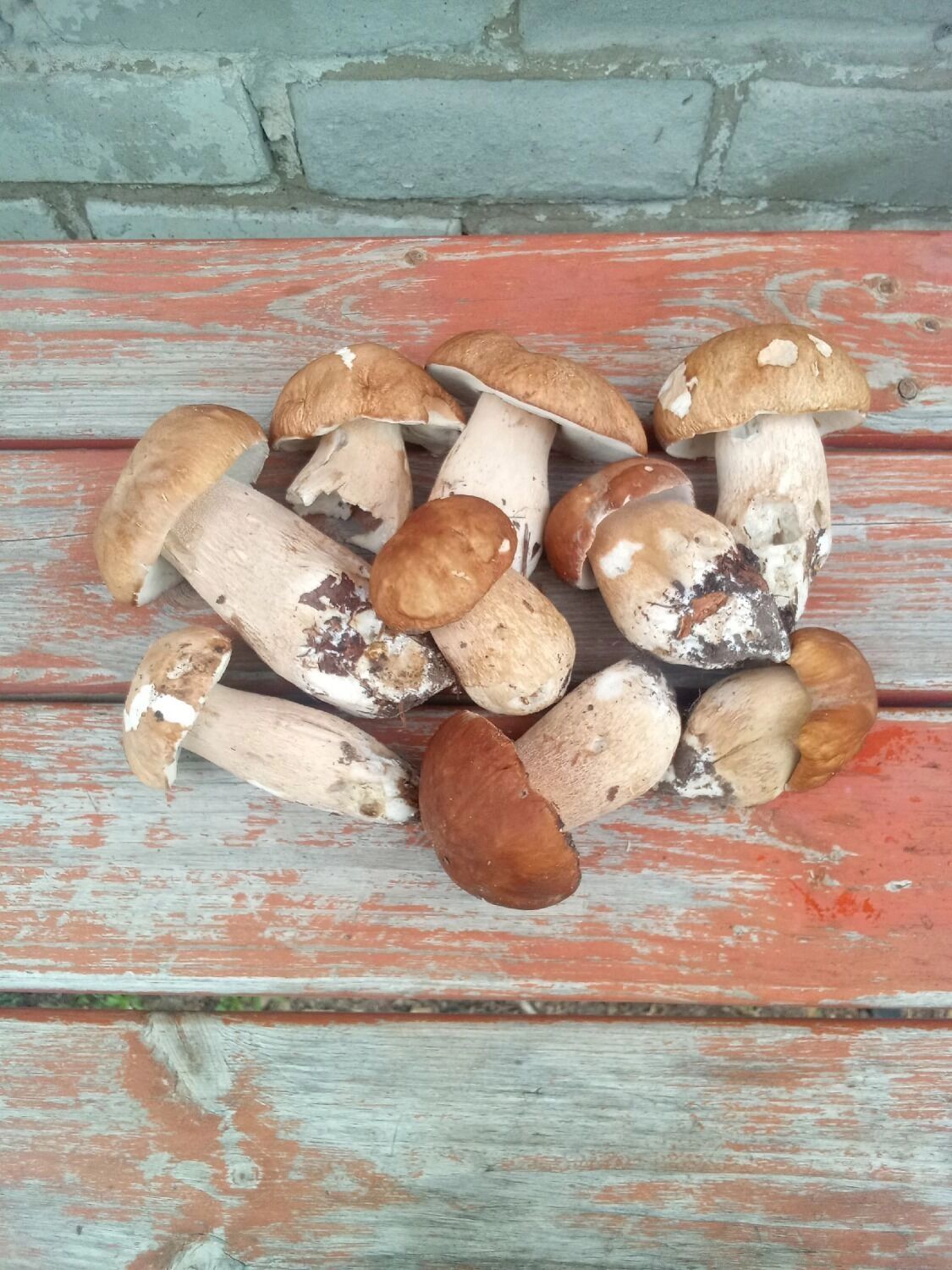 Белые грибы