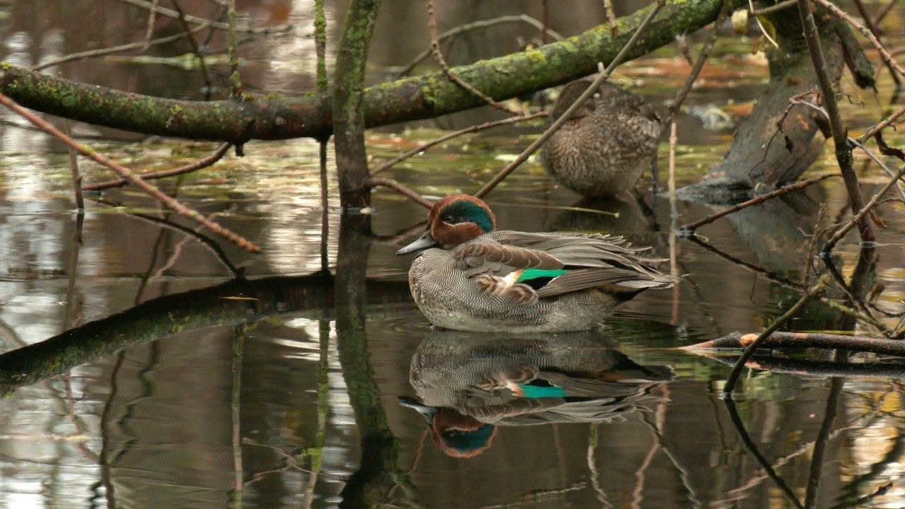 В петербургском парке заметили самых маленьких речных уток-свистунков (фото)